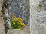 FZ028659 Flowers at Chepstow Castle.jpg